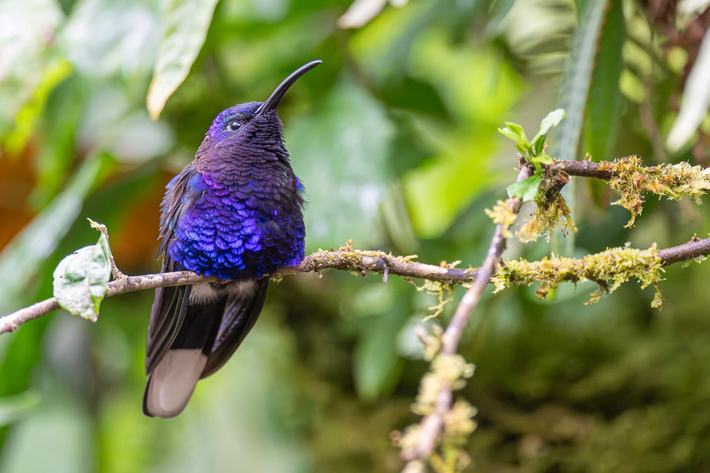 Campyloptere_violet_006.jpg