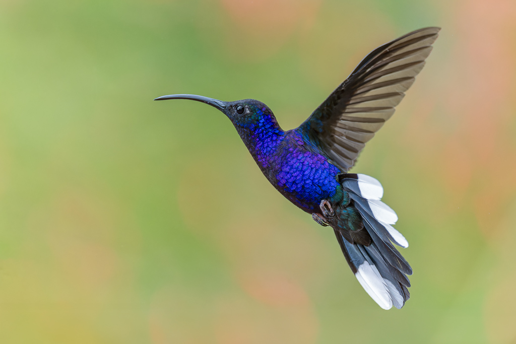 Campyloptere_violet_008.jpg