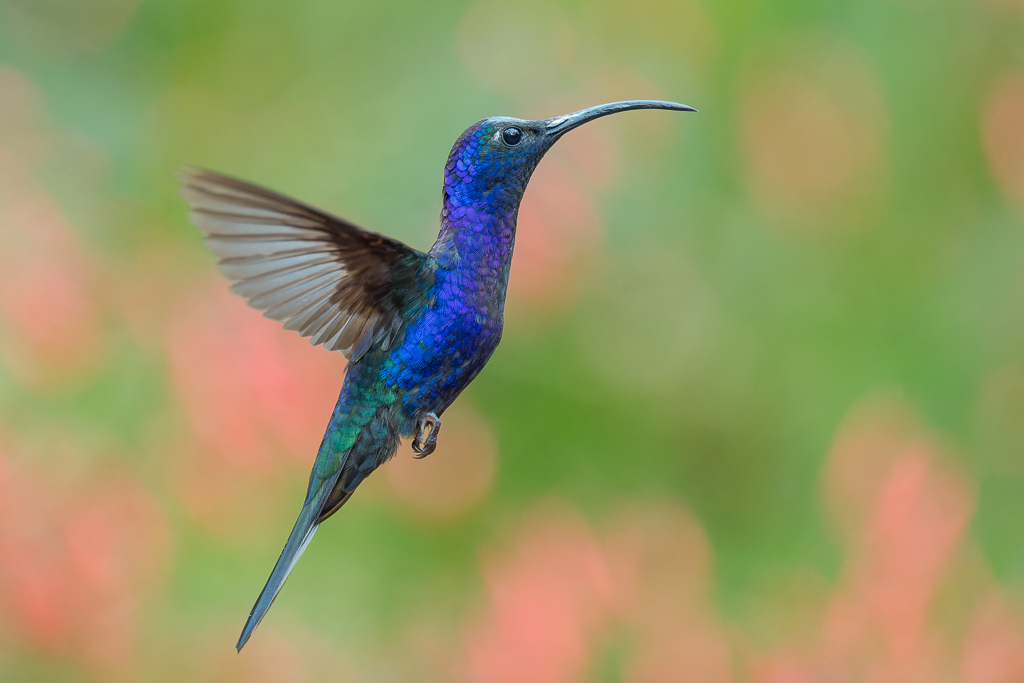 Campyloptere_violet_009.jpg