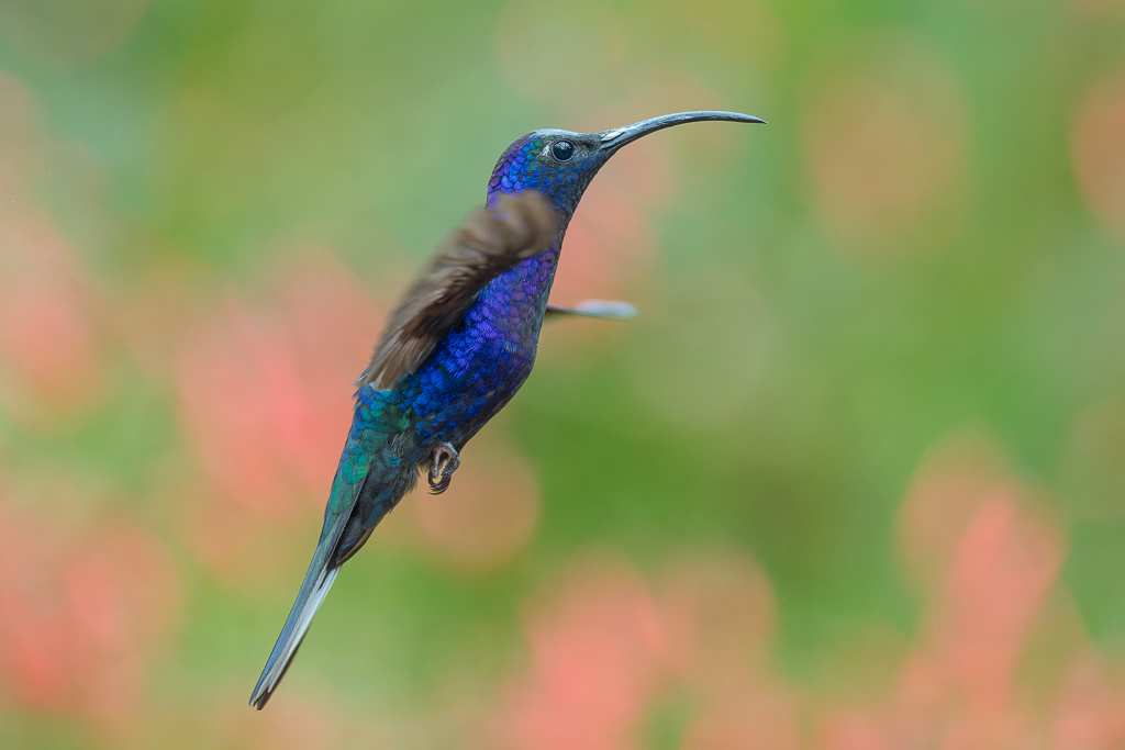 Campyloptere_violet_010.jpg