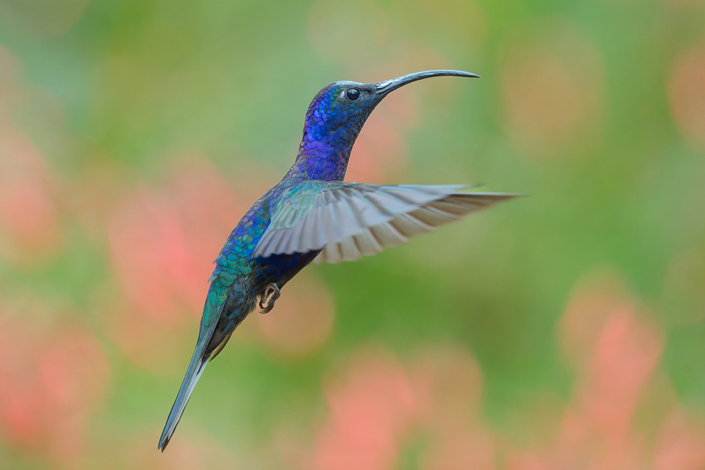 Campyloptere_violet_011.jpg