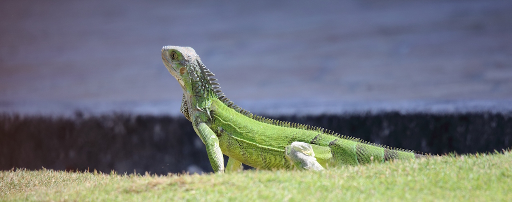 80 Iguane vert.JPG