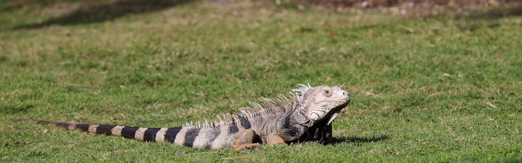 82 Iguane vert.JPG