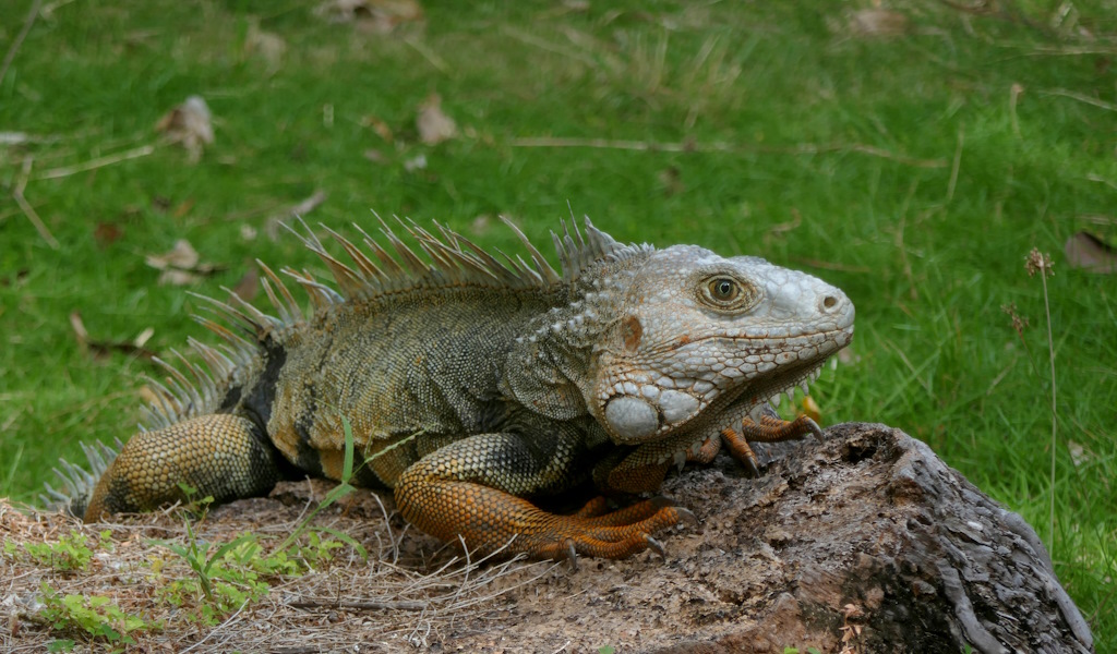 83 Iguane vert.JPG