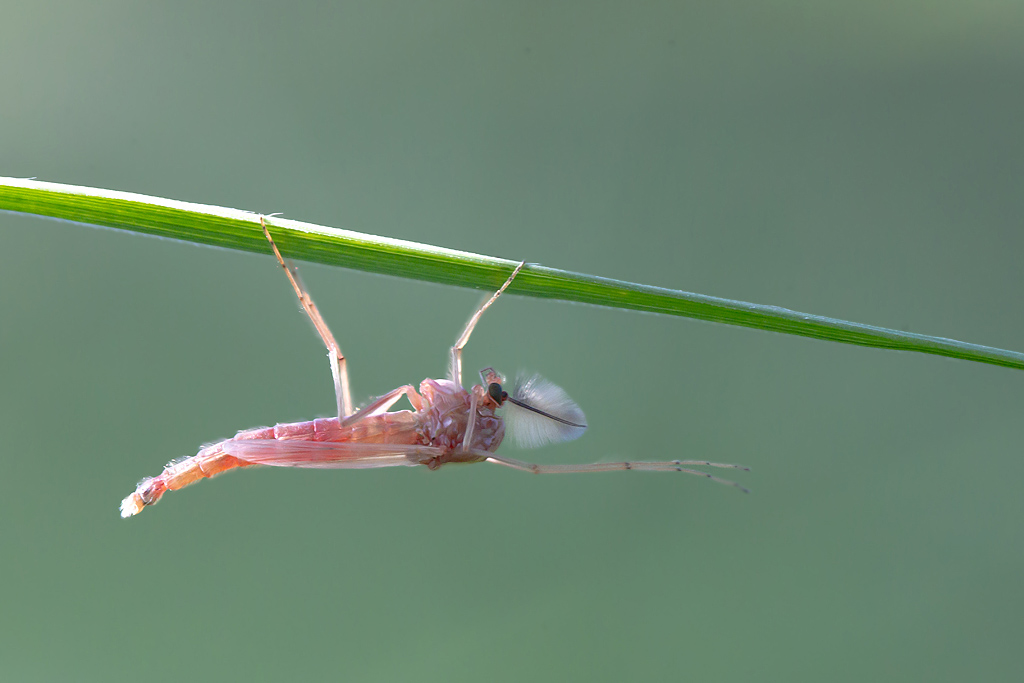 Chironomus plumosus 1.jpg