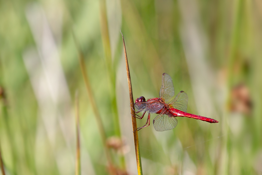 Crocothemis erythraea - crocothémis écarlate.jpg