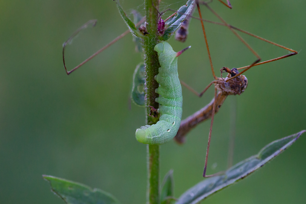 Le Grand Sphinx de la vigne -  Deilephila elpenor  chenille 1° mue  2.jpg