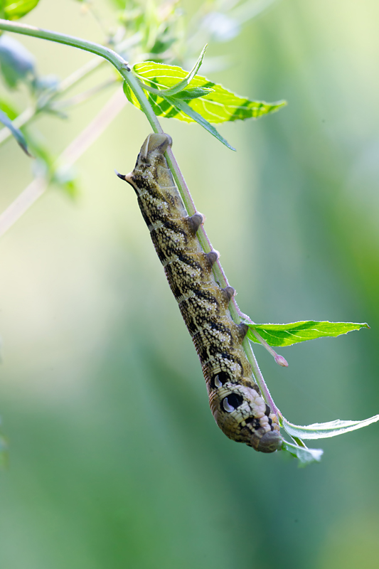 Le Grand Sphinx de la vigne -  Deilephila elpenor  chenille 6.jpg