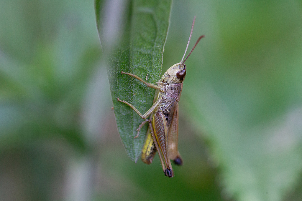 Pseudochorthippus parallelus - le criquet des patures.jpg