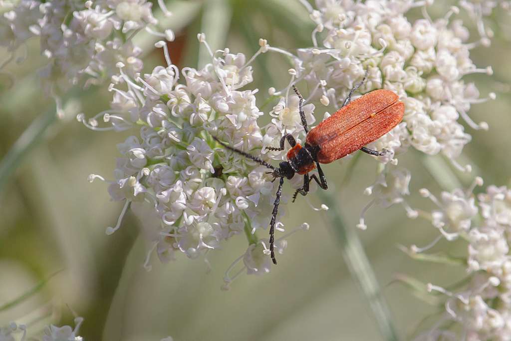 Lygistopterus sanguineus -  la lycie sanguine 3.jpg