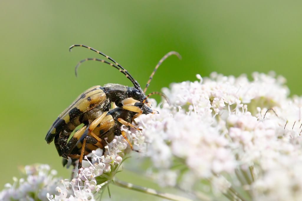 Rutpela maculata - le lepture tacheté.jpg