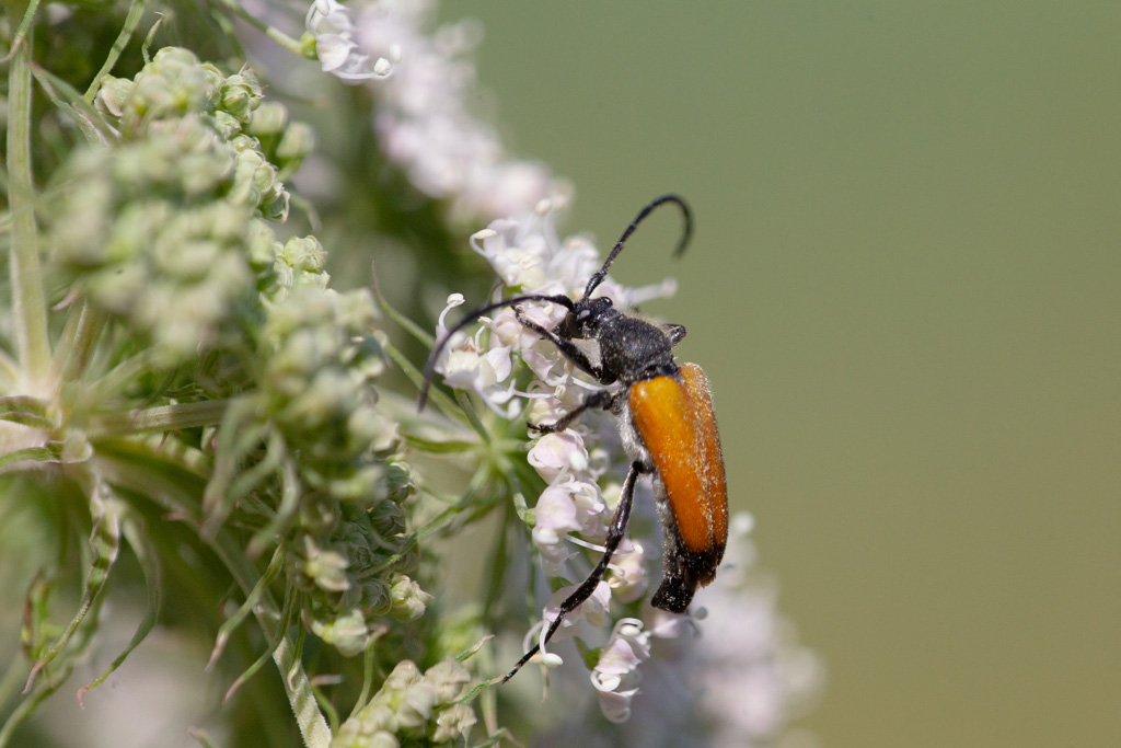 Stictoleptura fulva 11.jpg