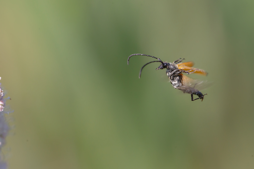 Stictoleptura fulva 13.jpg