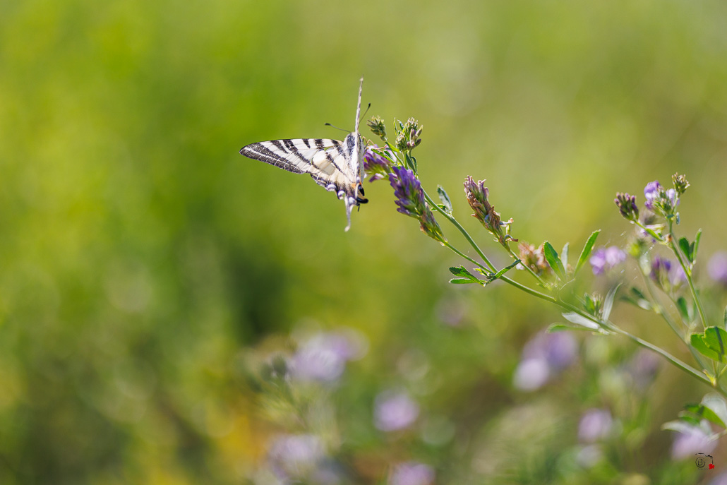 Le Flambé (Iphiclides podalirius)-21.jpg