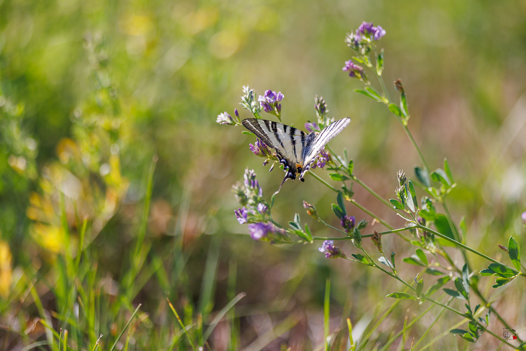 Le Flambé (Iphiclides podalirius)-26.jpg