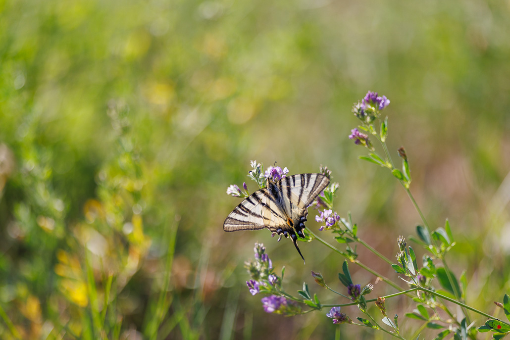 Le Flambé (Iphiclides podalirius)-27.jpg