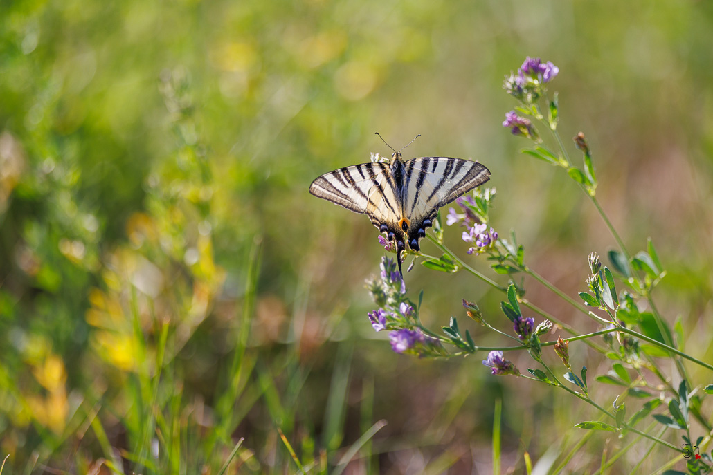 Le Flambé (Iphiclides podalirius)-30.jpg