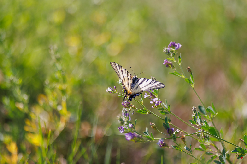 Le Flambé (Iphiclides podalirius)-31.jpg
