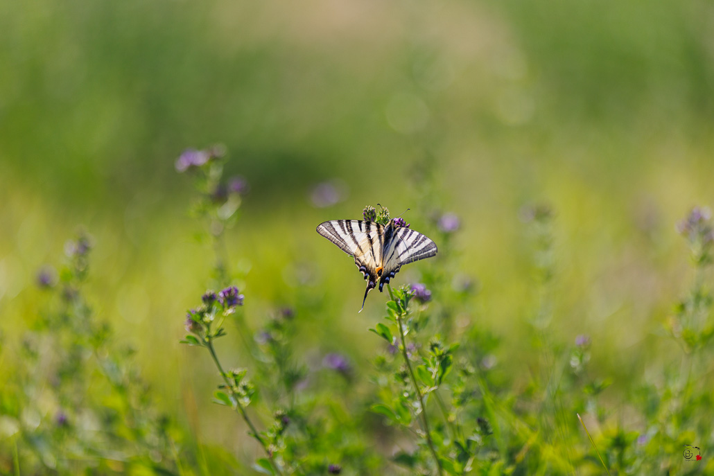 Le Flambé (Iphiclides podalirius)-39.jpg