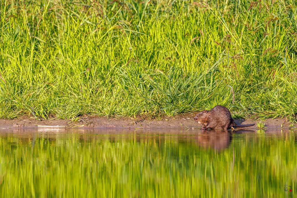 Castor d'Europe (Castor fiber) Eurasian beaver-78.jpg