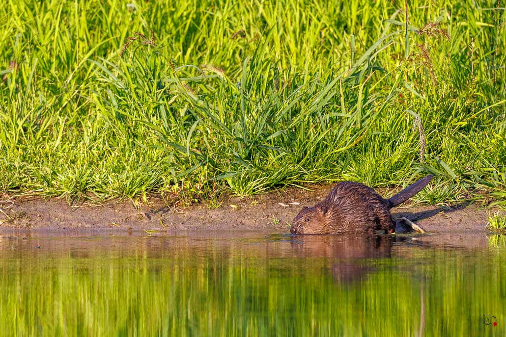 Castor d'Europe (Castor fiber) Eurasian beaver-80.jpg