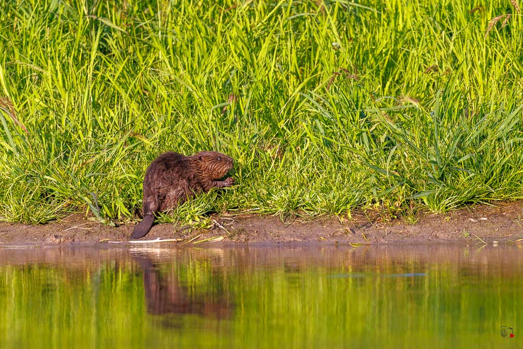 Castor d'Europe (Castor fiber) Eurasian beaver-89.jpg