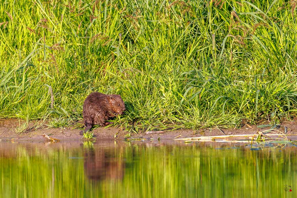 Castor d'Europe (Castor fiber) Eurasian beaver-91.jpg