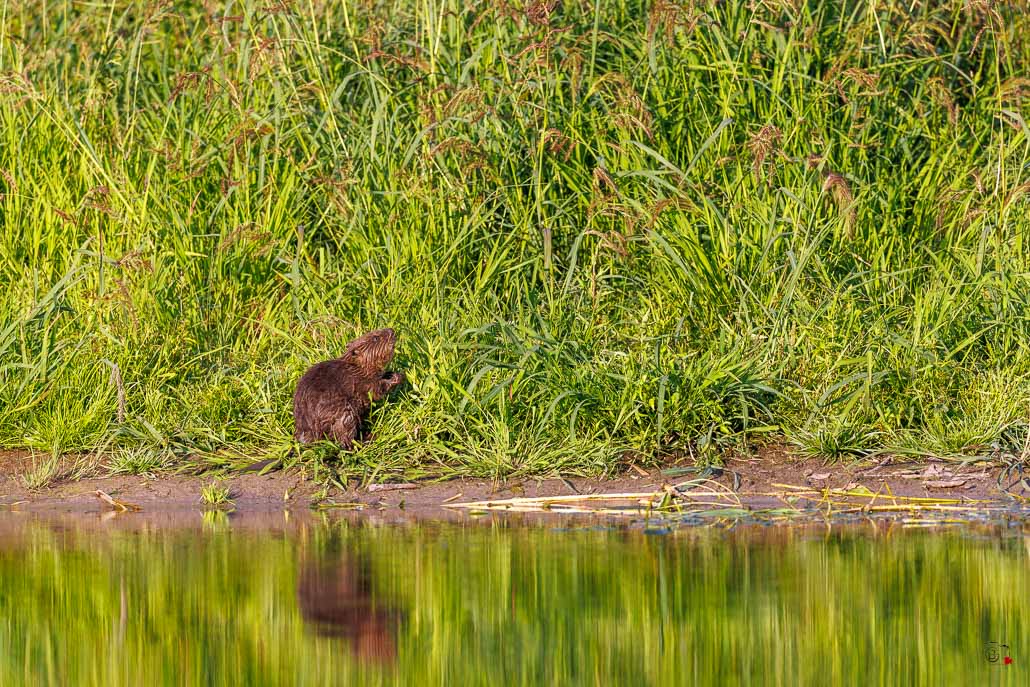 Castor d'Europe (Castor fiber) Eurasian beaver-93.jpg
