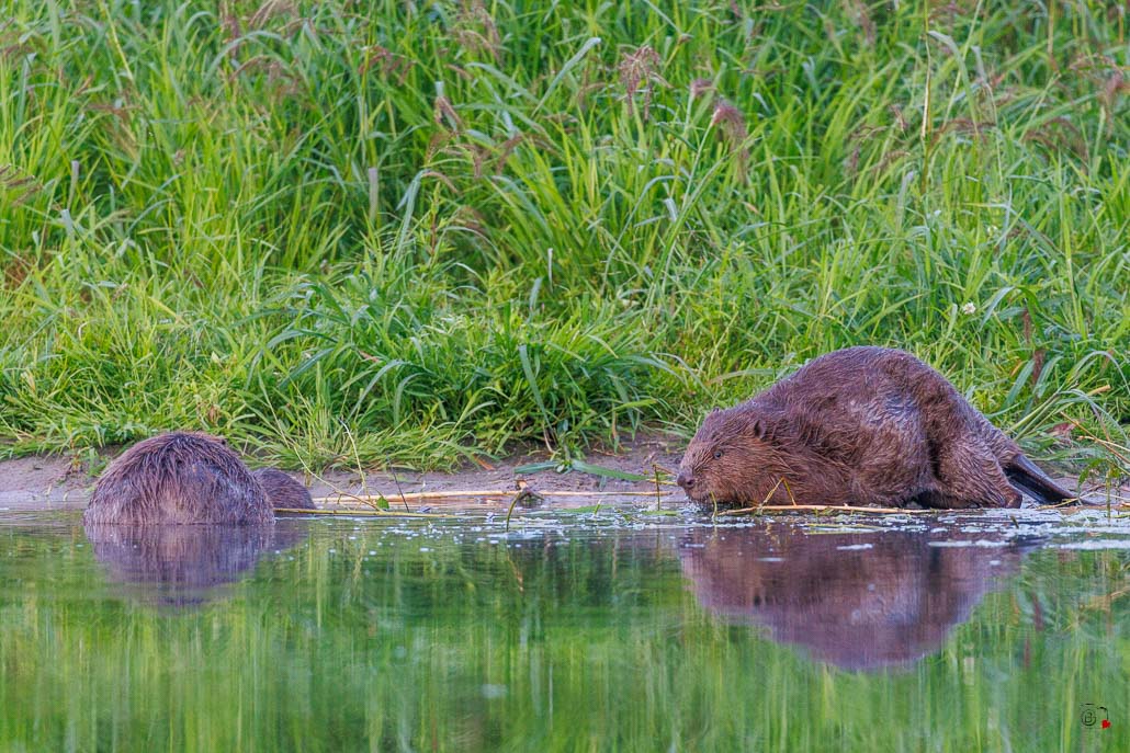 Castor d'Europe (Castor fiber) Eurasian beaver-100.jpg
