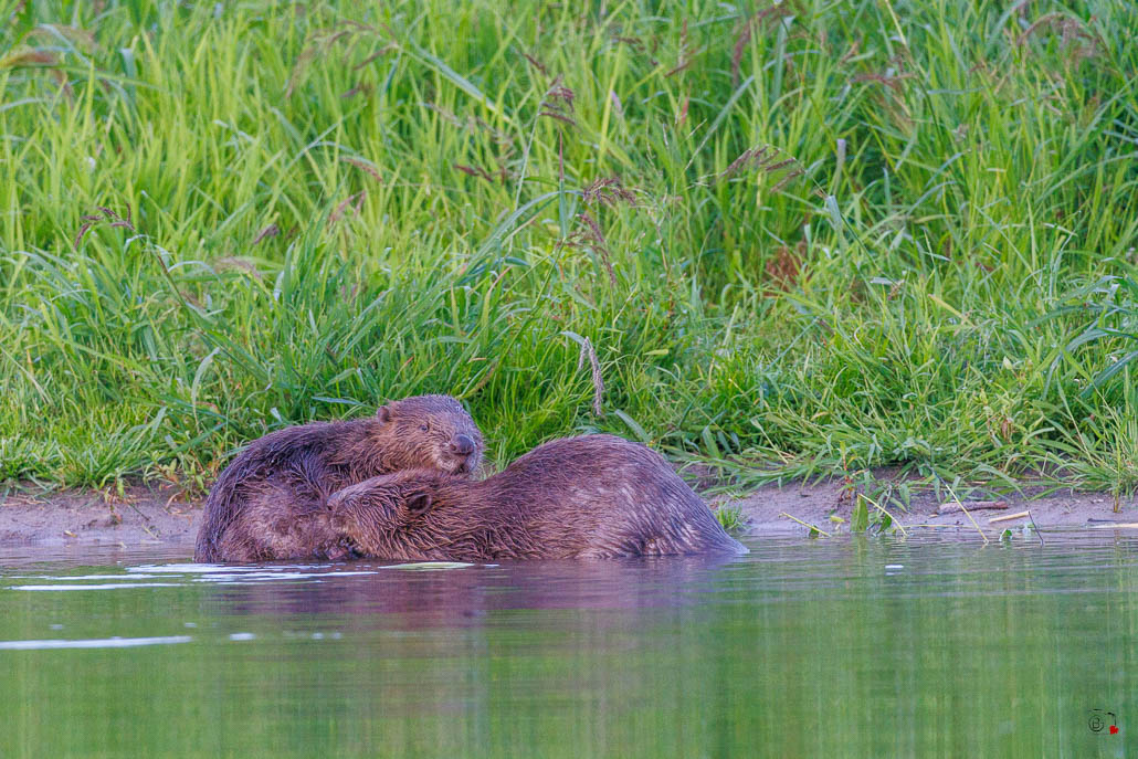 Castor d'Europe (Castor fiber) Eurasian beaver-104.jpg