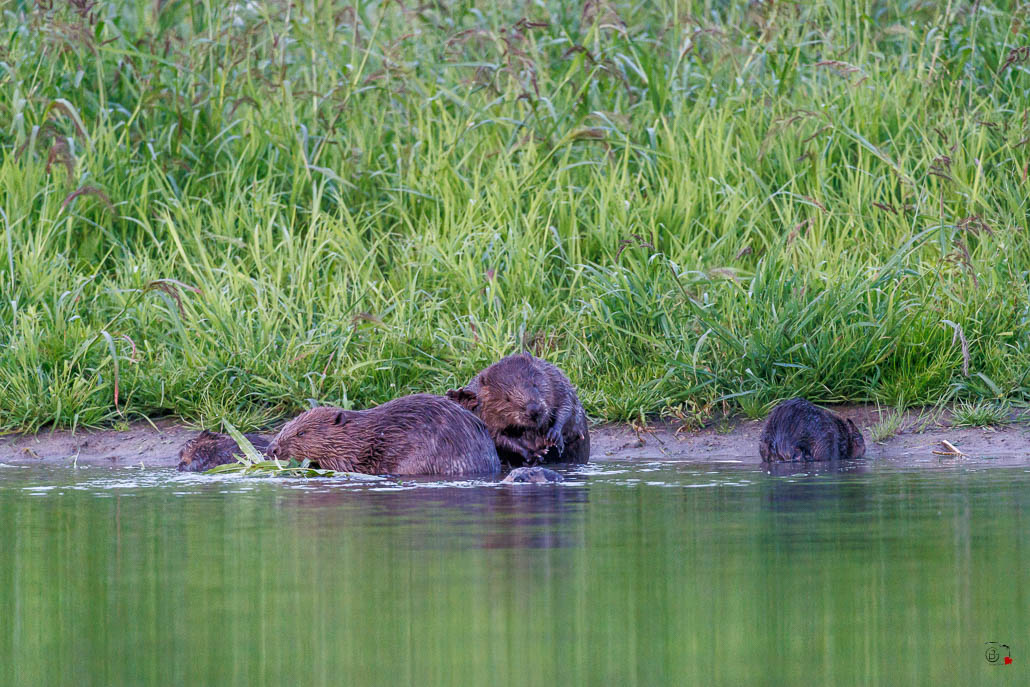 Castor d'Europe (Castor fiber) Eurasian beaver-113.jpg