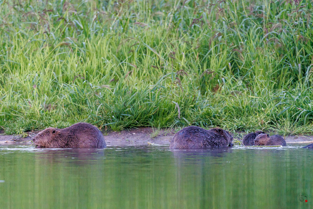 Castor d'Europe (Castor fiber) Eurasian beaver-118.jpg