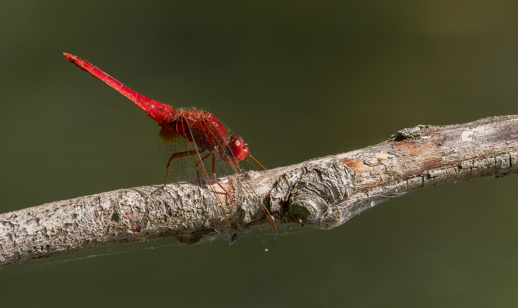 Libellule. Libellule. Crocothémis écarlate. Crocothemis erythraea -0-.jpg