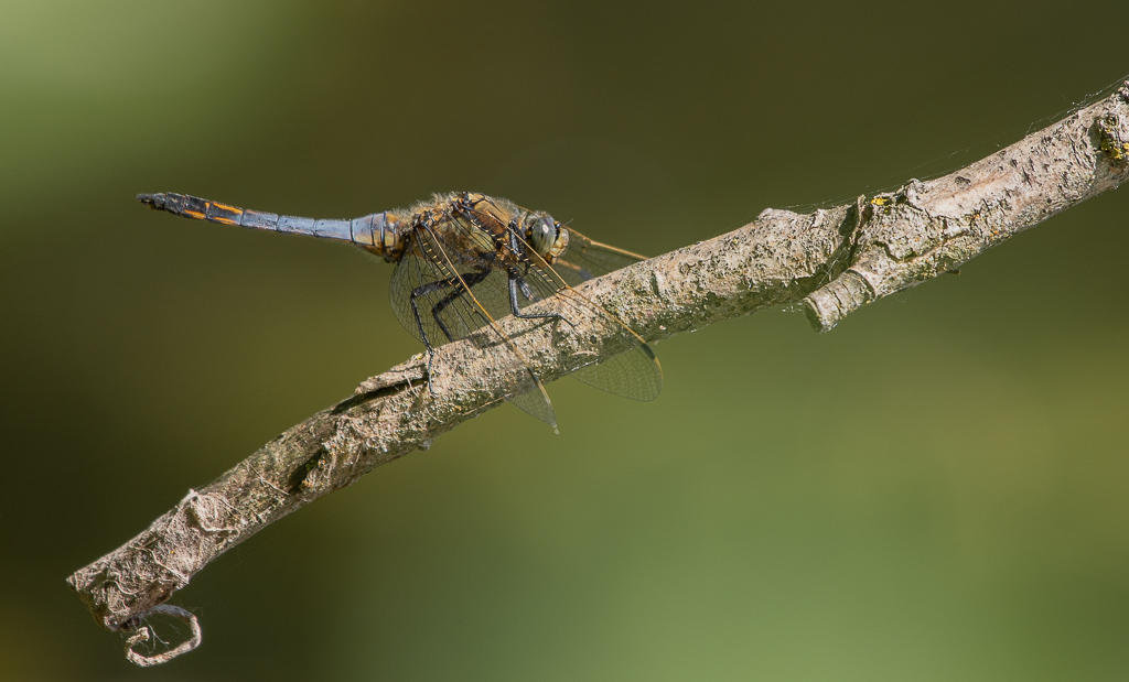 Libellule. Orthétrum réticulé (Orthetrum cancellatum).jpg