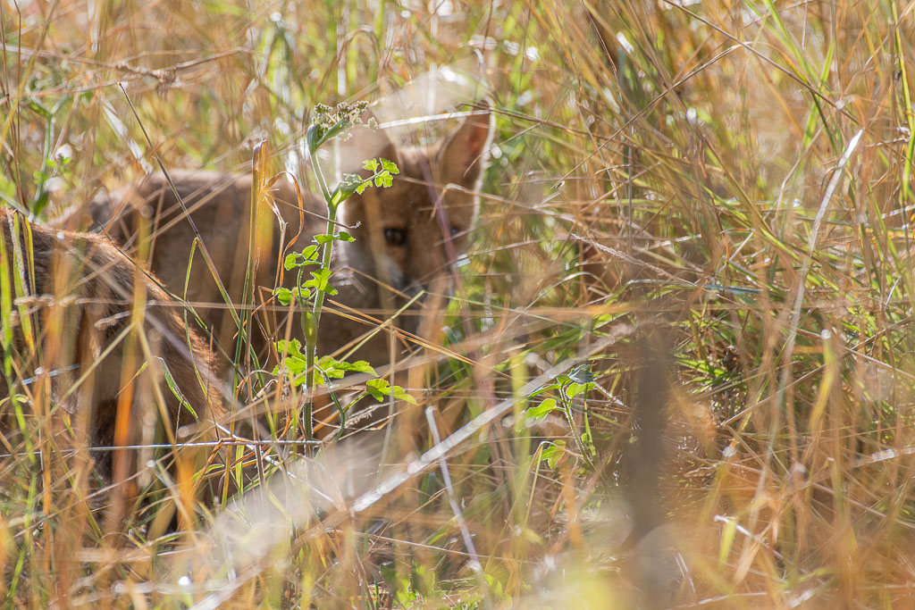 Renard -0-.jpg