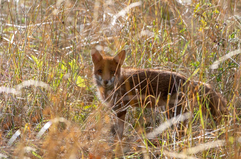 Renard -2-.jpg