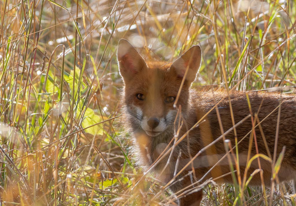 Renard -3-.jpg