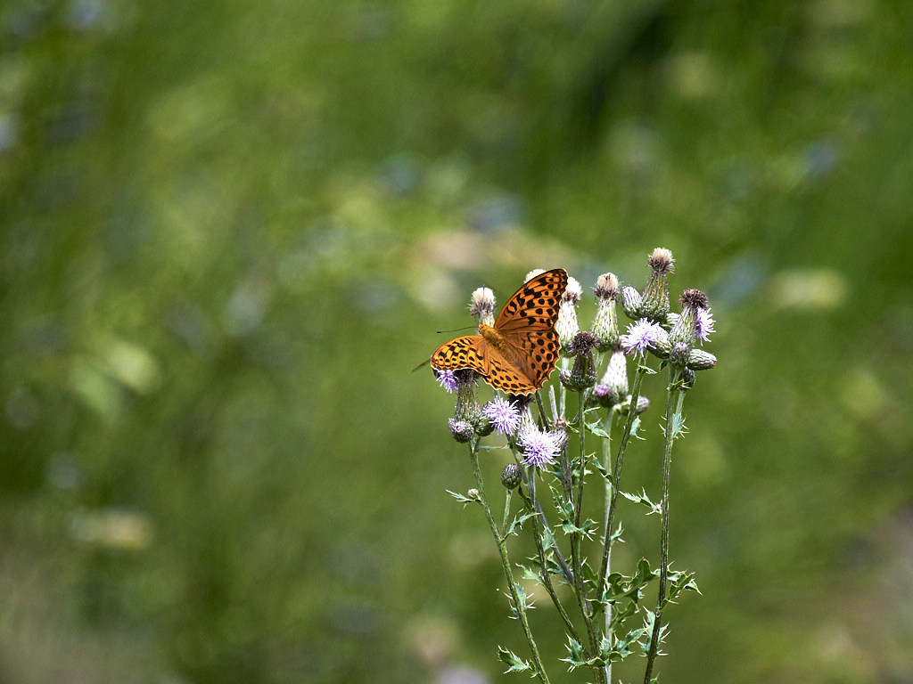 d 6793 1_1_03_1 Tabac d'Espagne femelle.jpg