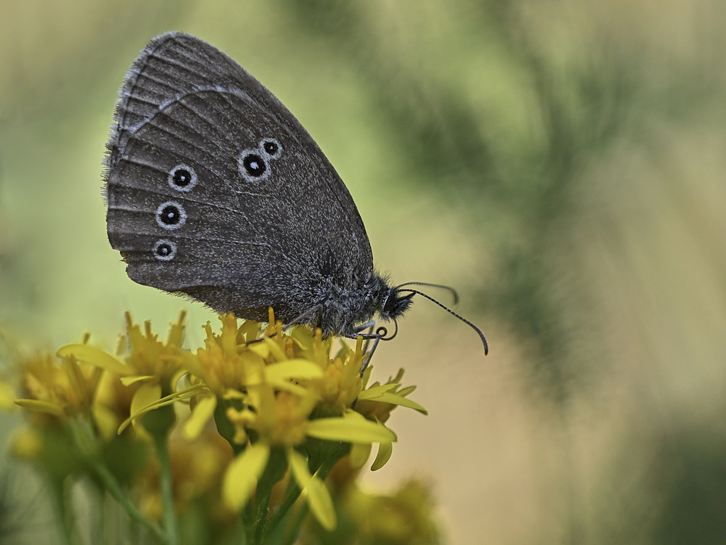 f 5410_1_02 Tristan.jpg
