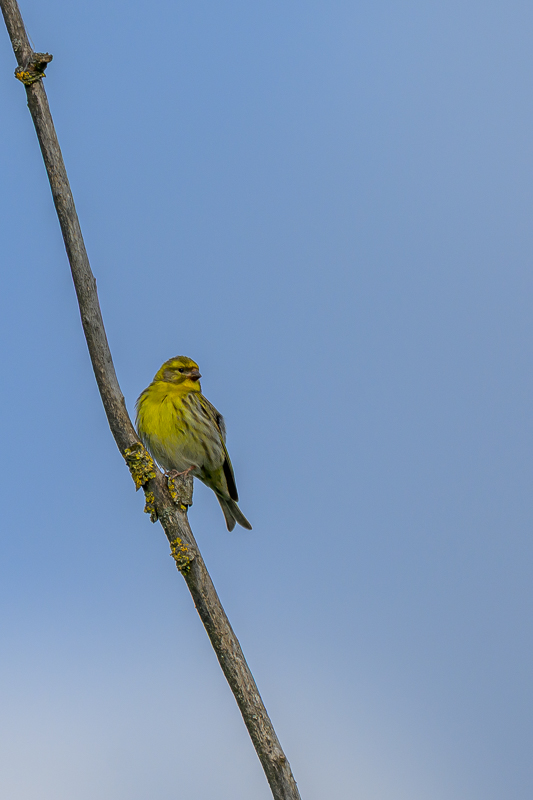 Serin cini_3.jpg