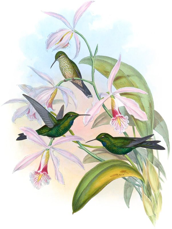 I&N__heliodoxa-jacula.jpg
