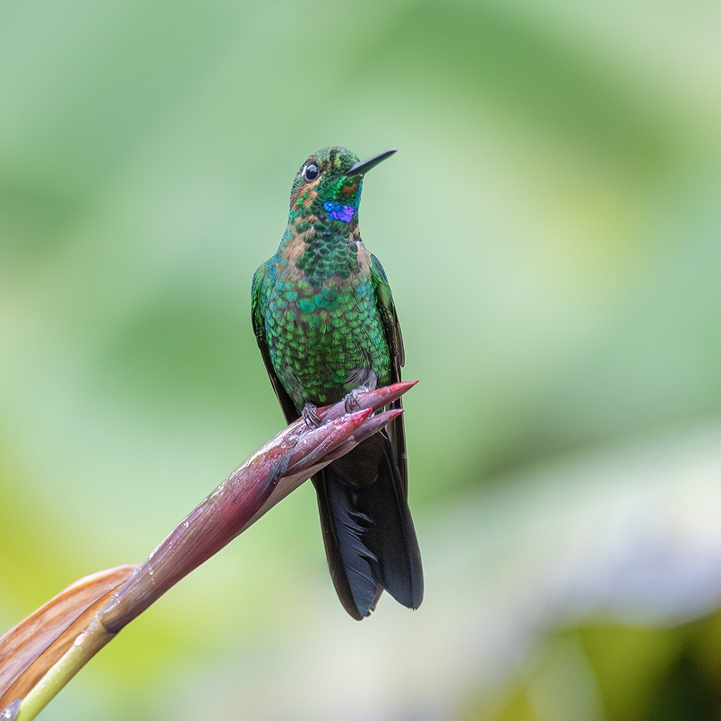 I&N_BFDL_iridescence_2sur4.jpg