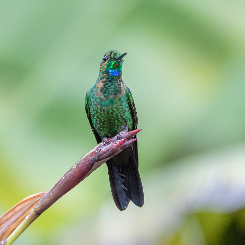 I&N_BFDL_iridescence_3sur4.jpg