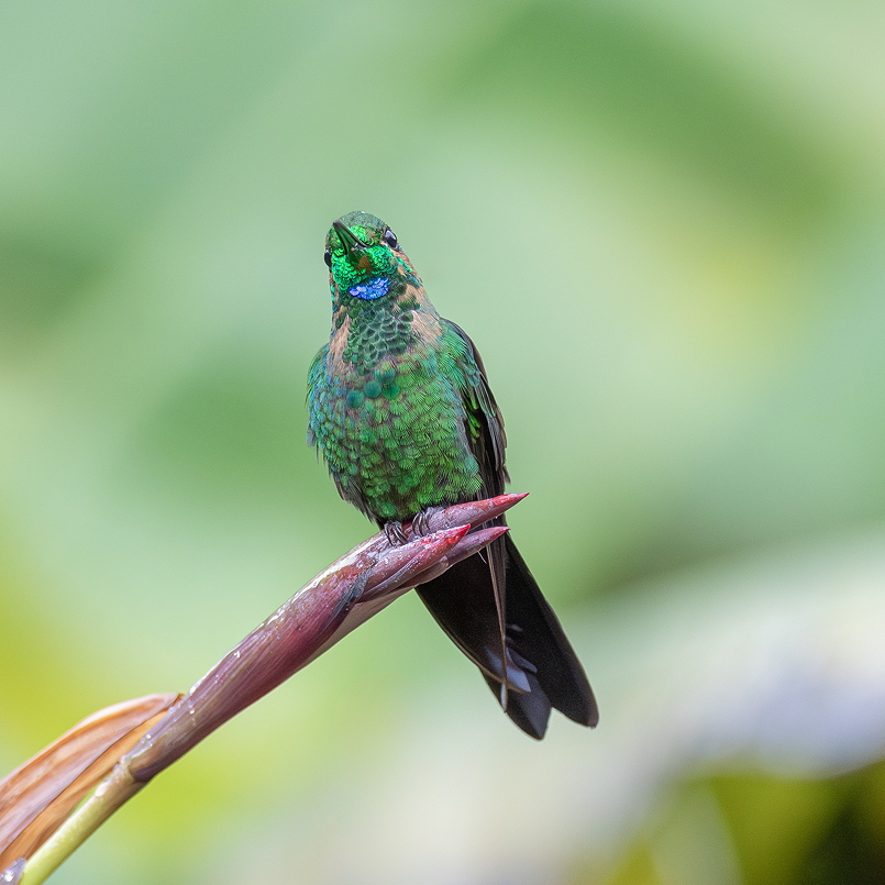 I&N_BFDL_iridescence_4sur4.jpg