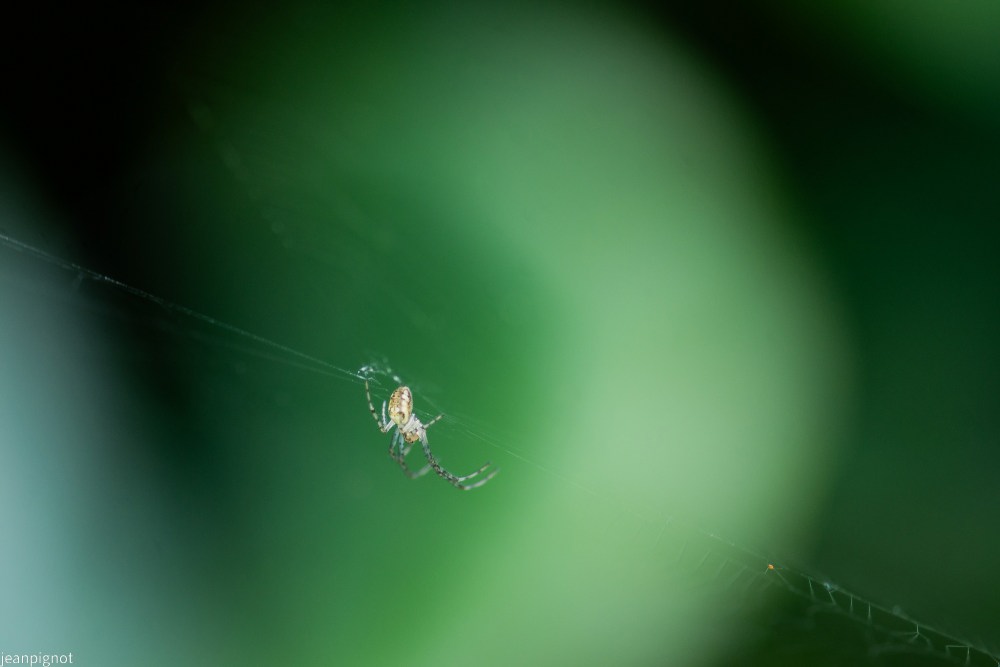 DSC_4268_001DSC_4268.JPG