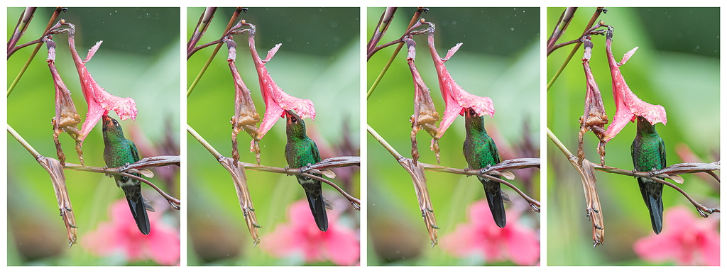 I&N_BDFL_sequence_alimentation_pose.jpg