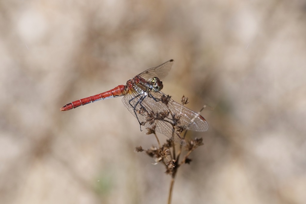 6 IMG_0956X.JPG