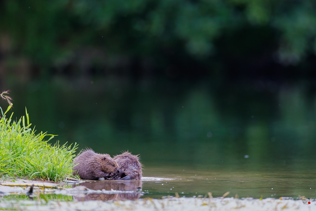 Castor d'Europe (Castor fiber) Eurasian beaver-148.jpg