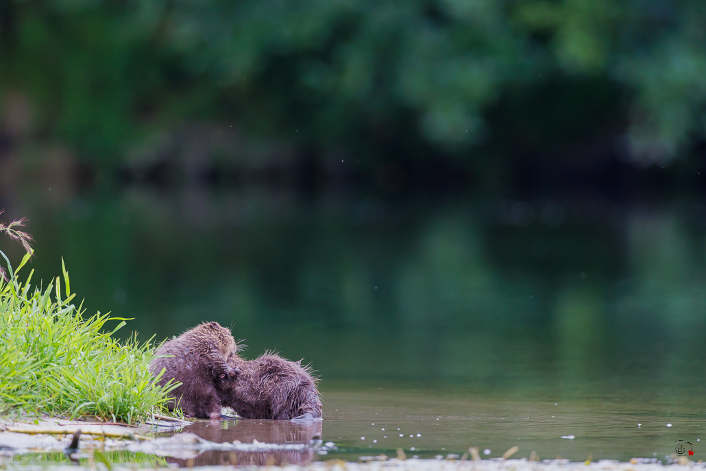 Castor d'Europe (Castor fiber) Eurasian beaver-153.jpg