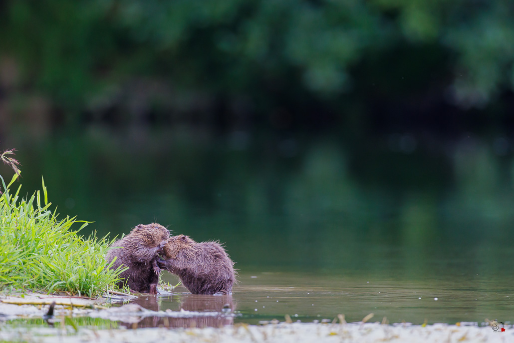 Castor d'Europe (Castor fiber) Eurasian beaver-155.jpg